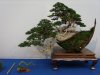 Juniperus sabina Han - kengai Koi live.JPG