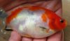 goldfisch mit farbe.jpg
