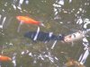koi 1.jpg