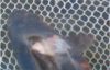 verletzter junger Goldfisch.png