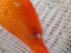 Goldfisch 2.jpg