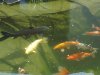 DSC00229.JPG