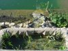 JHEMPIS TEICH 002.jpg