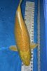Yamabuki 62cm.JPG