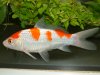 Koi_WZFNigl.JPG