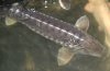 66._A._guldenstaedti_-_rusian_sturgeon.jpg