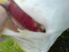 DSC00233_800x600.JPG