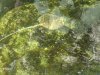 Sting-Ray-1.jpg