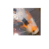 Projekt1.png