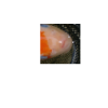 Projekt4.png