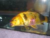 FIsch A.jpg