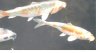 kleines bild.JPG