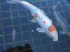koi3.jpg