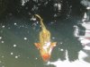 KOI 006.jpg