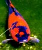 1koi1.jpg