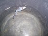 100_0208 b.JPG