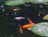 Koi4 010.jpg