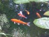 Koi4 006.jpg