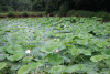Lotus  Tina.GIF