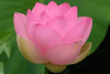 rubra 2.gif