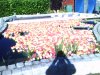 IMAGE_00341.jpg