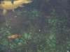 Bild Fische 022.jpg