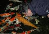 Koi_Futter_Teich.jpg