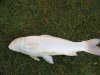 Web Fisch weiß Koi auf dem Rasen.jpg
