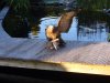 Mäusebussard Eisvogelabwehr 005.jpg