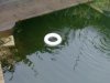 Koi-Futterring.JPG