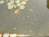 DSCF0029.JPG