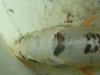 DSC00158_prev.jpg