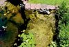 Teich (1).jpg