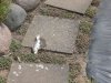 KoiKaputtDSCN3499.JPG
