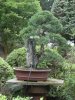 shinpakuDSCN3516.JPG