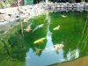 TEICH.JPG