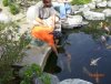 koi füttern.JPG