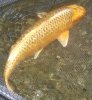 koi.jpg