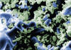 Siporax Biofilm REM.GIF
