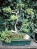 PodestBonsai.jpg