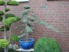 Juniperus DSCN3519.jpg