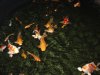 5Schulz Koi.JPG