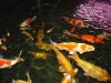 7Schulz Koi.JPG