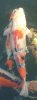 Showa 07.09.2009.JPG