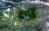 teich neu wasser.jpg