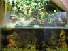 aquarium.JPG