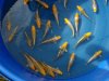 Yellow Kujaku 2 (Small).jpg