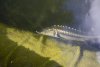img4017z.jpg