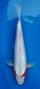 White Asagi 3b- 32 cm (Small).jpg