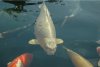 Paint_Koi.jpg